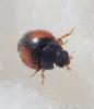 Scymnus interruptus
